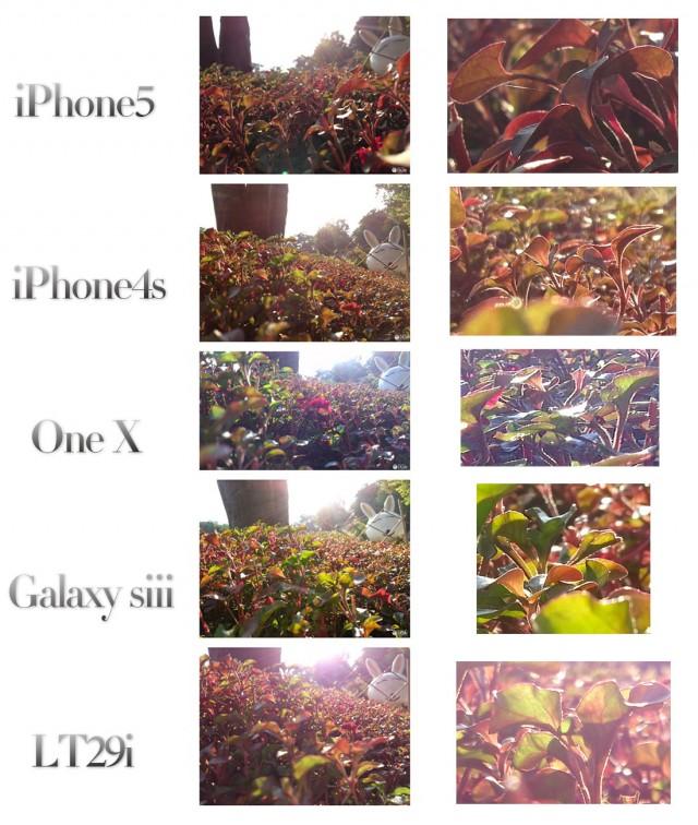 Foto de arbustos en comparativa