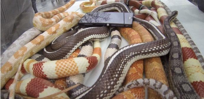 Sony Xperia Z con serpiente