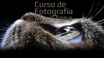 Cara de un gato