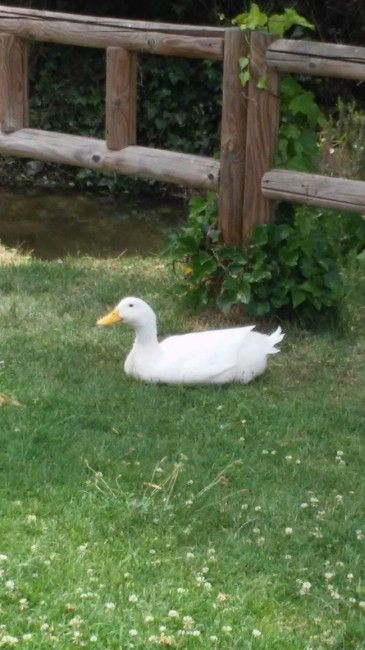 Foto con zoom del LG G2 Mini