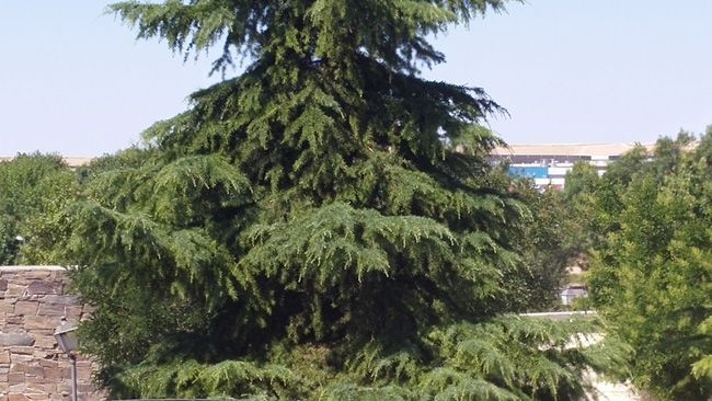 Fotos a mitad de zoom del LG G3
