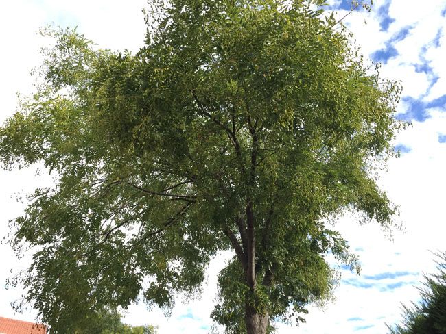 Foto en normal con el iPhone 6 Plus