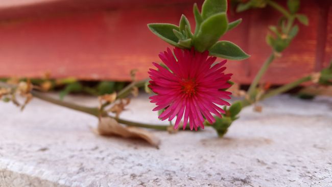 Color Samsung Galaxy Alpha
