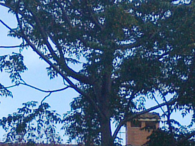 Zoom con el Nexus 9