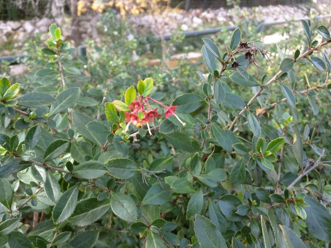 Foto color Nexus 6