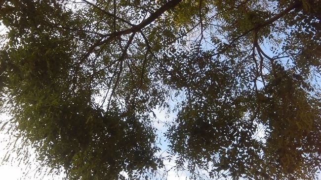 Foto contraluz con el HTC Desire 510
