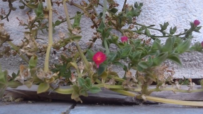 Foto color con el HTC Desire 510