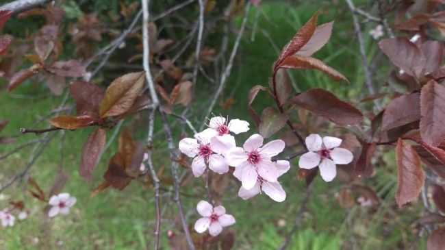 Foto de flor con el HTC One M9
