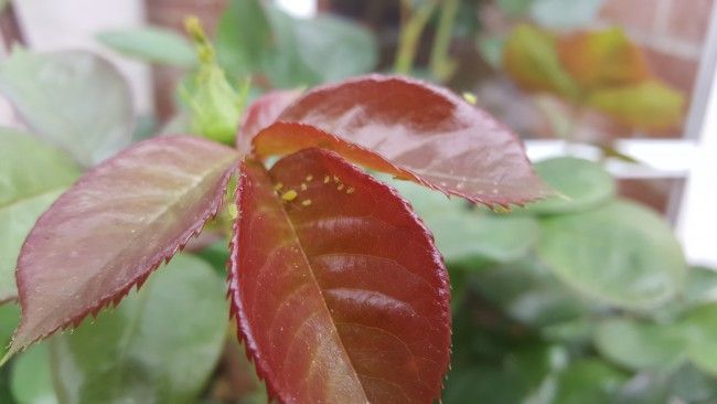 Foto de detalle con el Samsung Galaxy S6 Edge