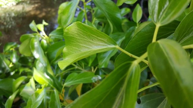 Foto en movimiento con el Samsung Galaxy S6