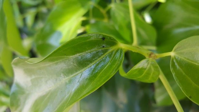 Forzado Macro con el Samsung Galaxy S6