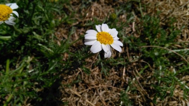 Foto automático ZTE Blade S6