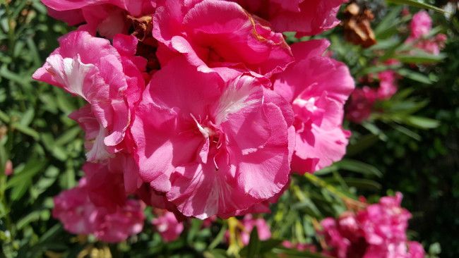 Uso macro con el Samsung Galaxy S6 Edge Plus