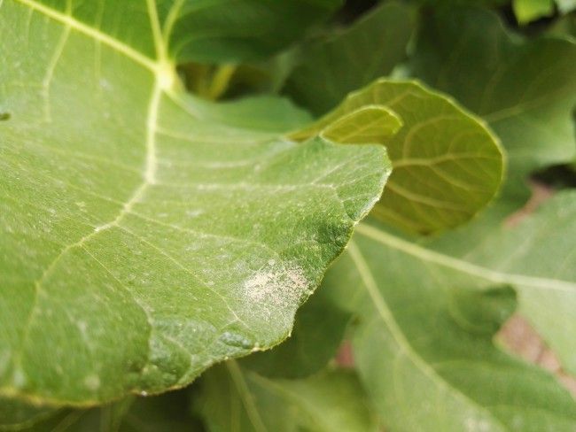 Foto macro con el Huawei Mate S