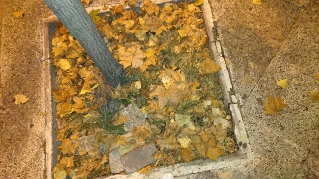 hojas en otoño