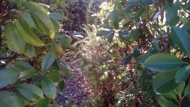 HDR con el Alcatel OneTouch Pop 3 (5)