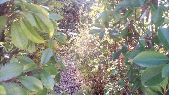 Foto normal con el Alcatel OneTouch Pop 3 (5)