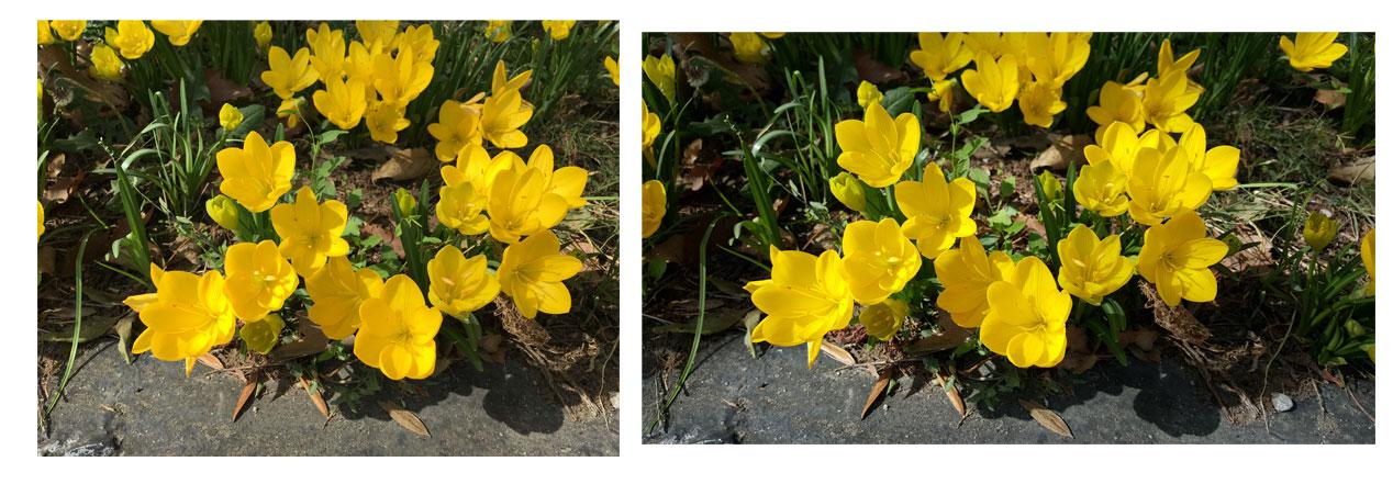 flores amarillas