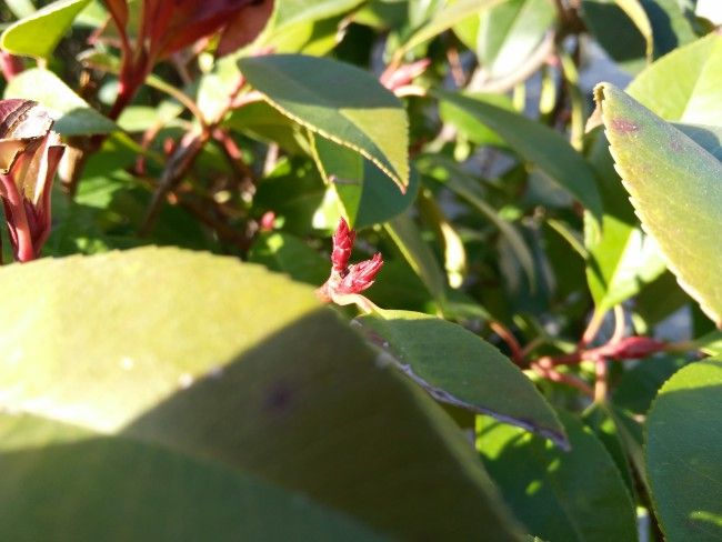 Macro con el Zuk Z1