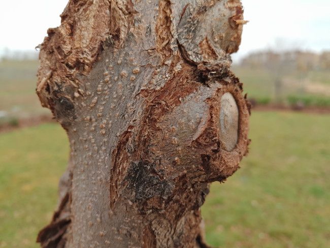 Enfoque cercano con el Meizu PRO 5