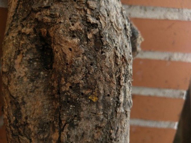 Foto ajuste apertura con el HTC 10