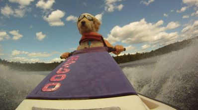 perro en moto de agua