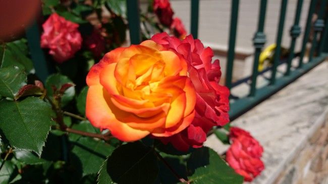 Foto maro Sony Xperia X