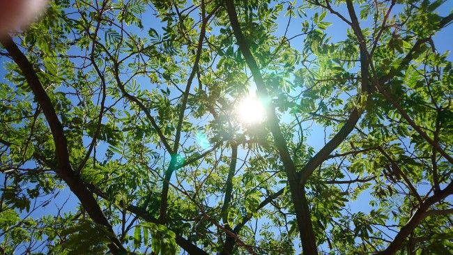 Foto en contraluz Sony Xperia X
