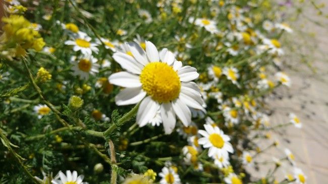 Foto macro con el Sony Xperia X