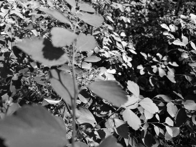 Foto en blanco y negro con el Huawei P9 Plus