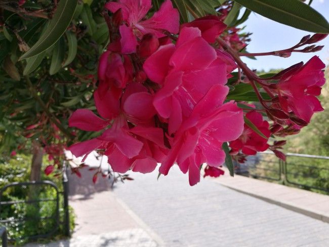 Foto de detalle con el Huawei P9 Plus