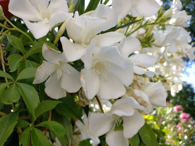 Foto de detalle con el OnePlus 3