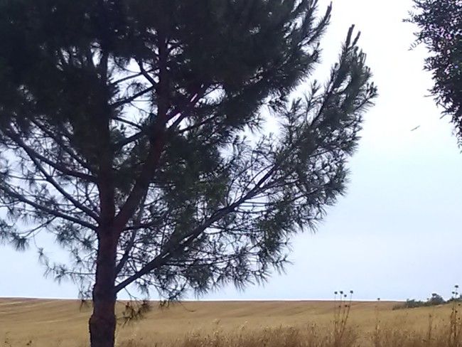 Zoom con el Alcatel POP 4 Plus