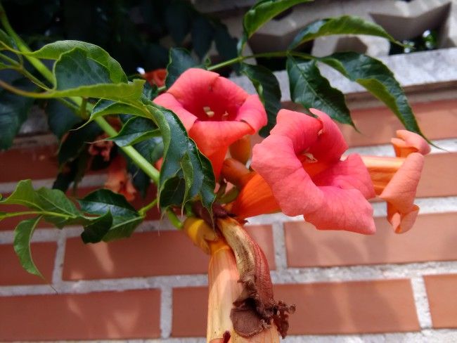 Foto de detalle con el Alcatel POP 4 Plus