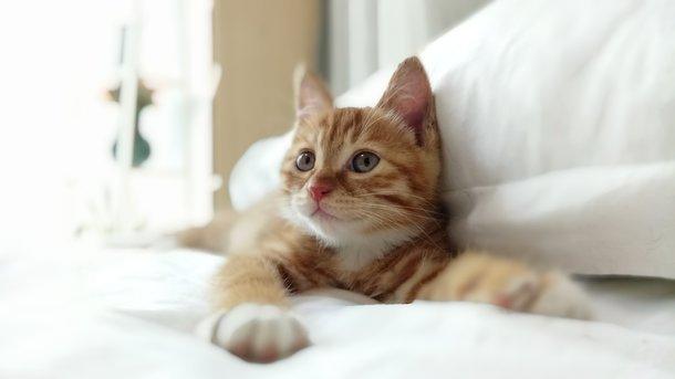 gato en cama, foto tomada con el xiaomi redmi note pro