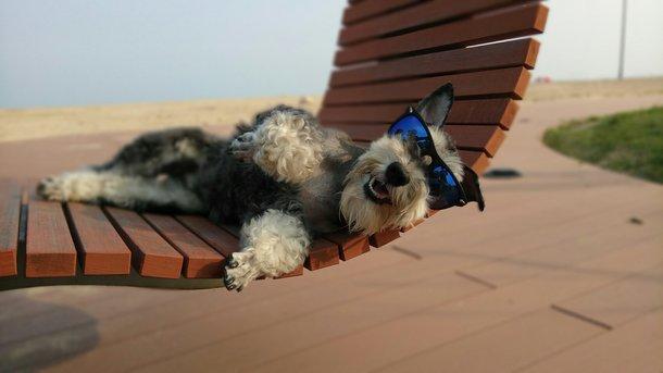 perro en la playa, foto tomada con el xiaomi redmi note pro