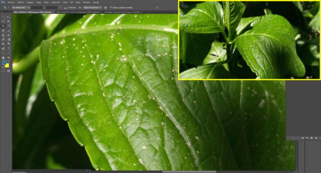 Photoshop comparación de foto de una planta