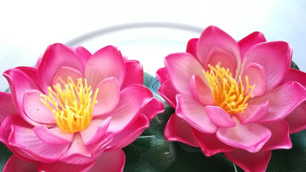 foto de dos flores rosa