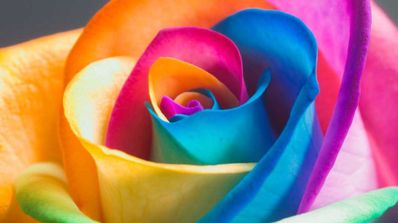 Colores flor