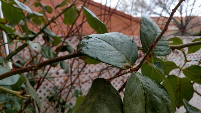 Foto de detalle con el Moto Z