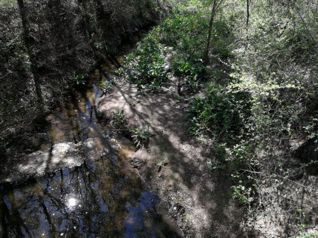 Fotos varios enfoques Huawei P10 Plus