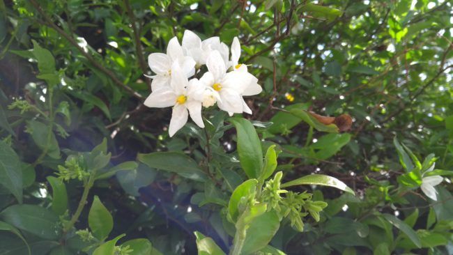 Foto de blancos con el Moto G5