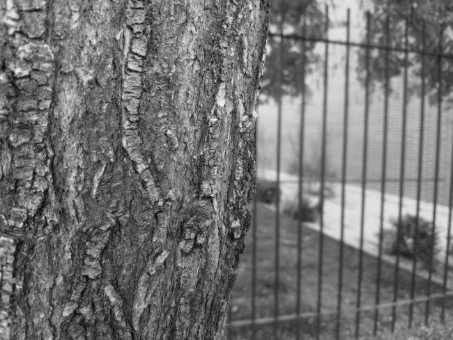 Foto en blanco y negro con el Nokia 8