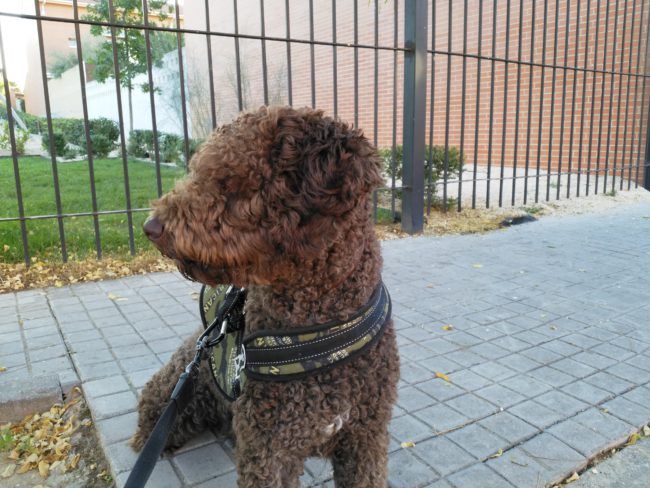 Foto en automático con el Nokia 8