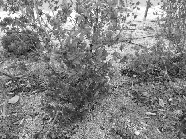 Foto en blanco y negro con el Moto Z2 Play
