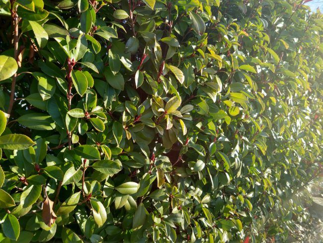 Foto mucha luz con el Motorola Moto X4