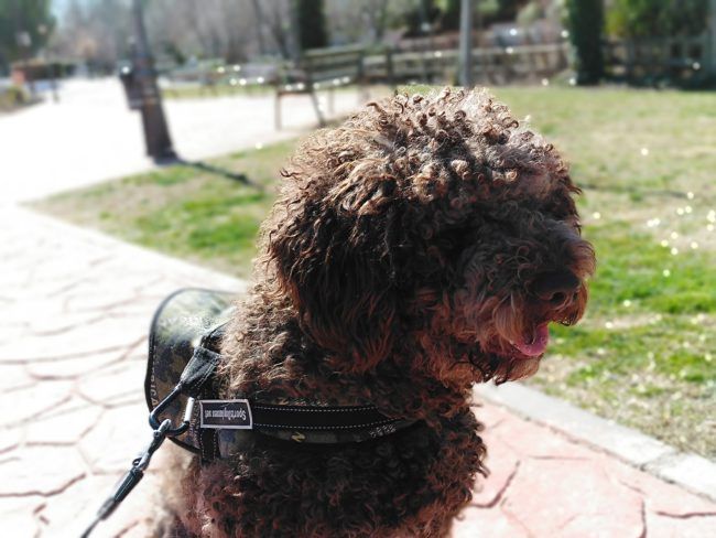 Foto automático con el ZTE Blade V9