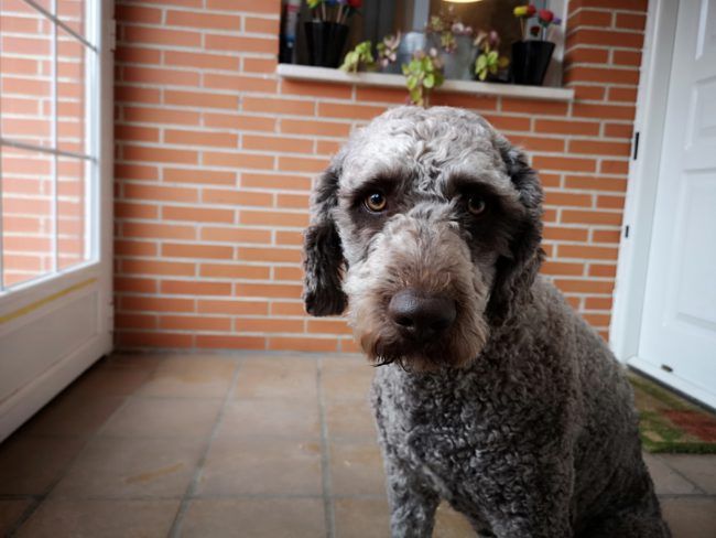 Foto primer plano con el Huawei P20 Pro
