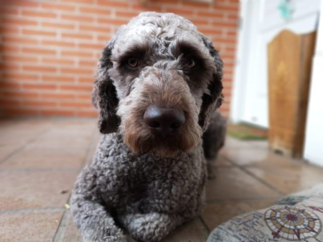 Foto con modo apertura con el Huawei P20 Pro
