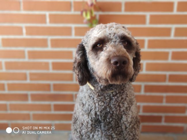 Modo retrato Xiaomi Mi Mix 2S